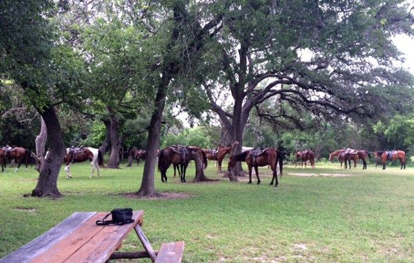 Horses at Mayan Dude Ranch in Bandera