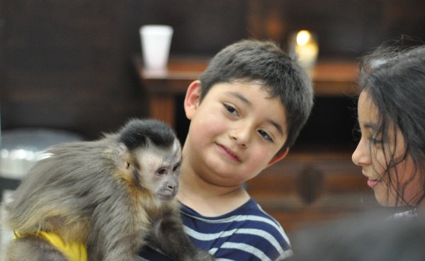 Monkey at Gallery Furniture