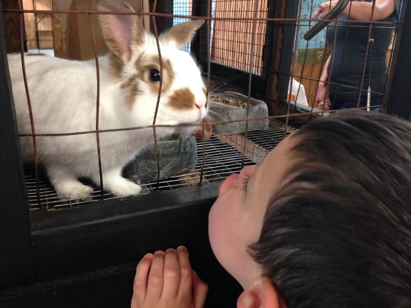 The Wetlands Center Bunny