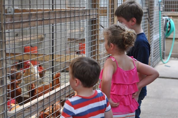 Wabash Feed Store Chicken Cages