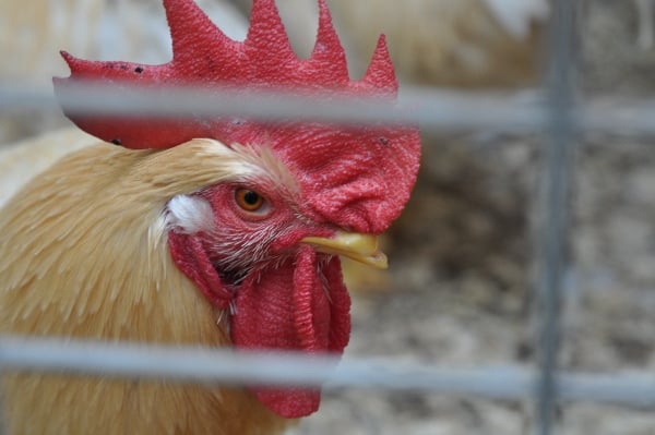 Wabash Feed Store Rooster