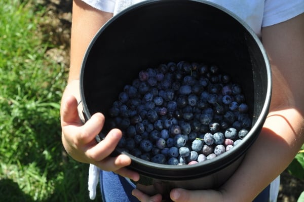 Buckets of Blueberries