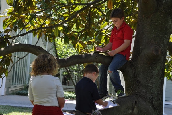 Drawing in Tree Outside Menil Collection