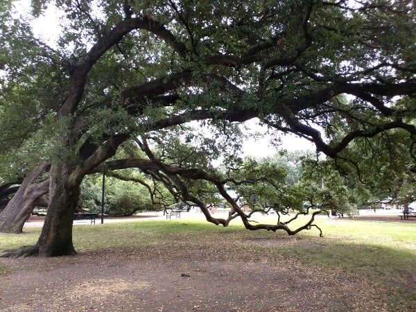 Giant Oak Trees at Baldwin Park