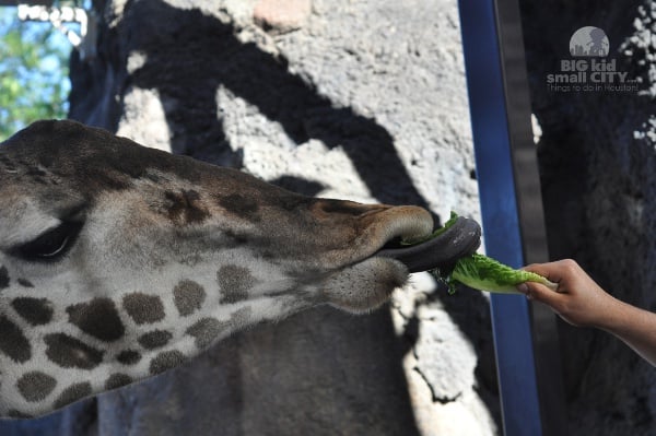 Feeding Giraffe at Houston Zoo Reciprocal Museum Membership