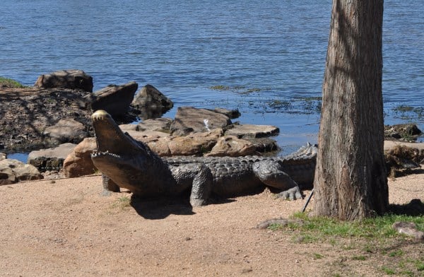 Memorial Park Sugar Land Gator