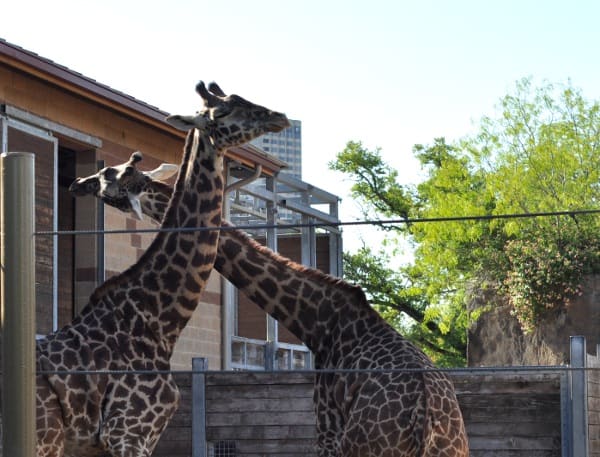 Houston Zoo giraffes and Twiga Cafe Restaurants near Houston zoo