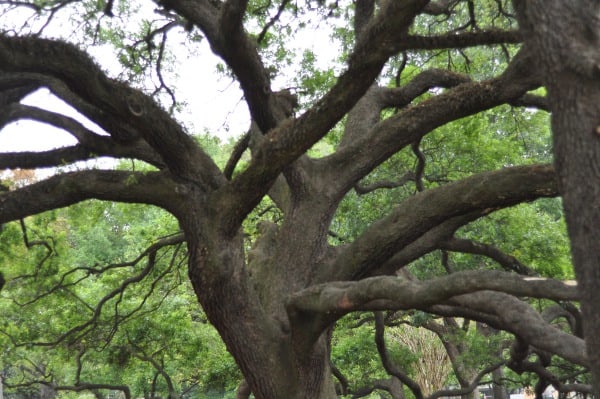 River Oaks Pumpkin Park Giant Oak