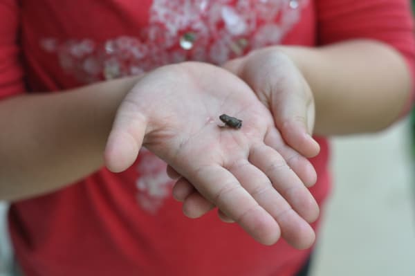 Baby Frog The Woodlands Resort BigKidSmallCity.com