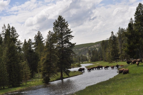 Bison in Yellowstone National Park West Entrance