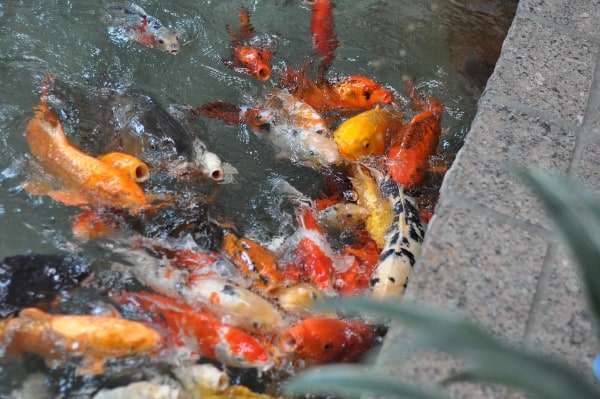 Omni Hotel Hosuton Westside Goldfish Feeding BigKidSmallCity.com