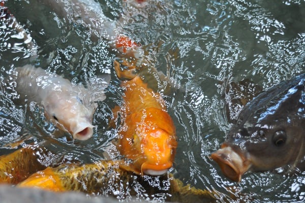 Omni Hotel Houston Westside Goldfish Feeding in Lake BigKidSmallCity.com