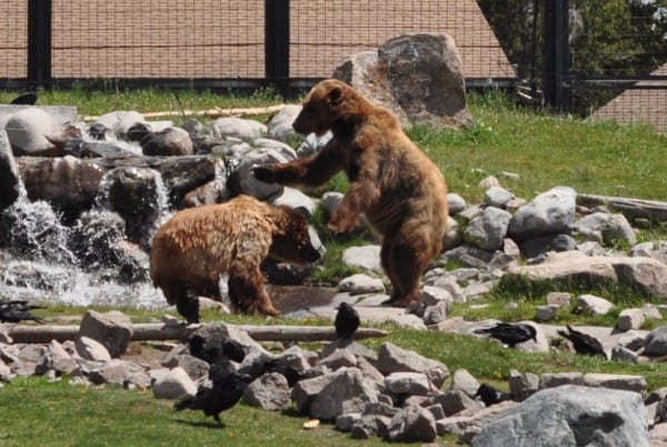 West Yellowstone Grizzly and Wolf Experience
