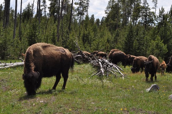 Yellowstone National Park Bison