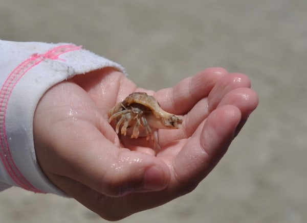 Galveston West Beach Crab
