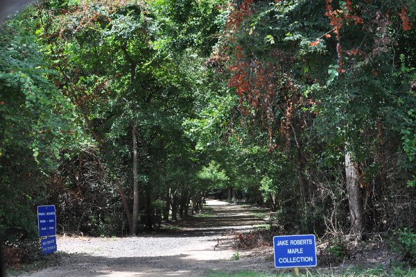 Mercer Arboretum Trail