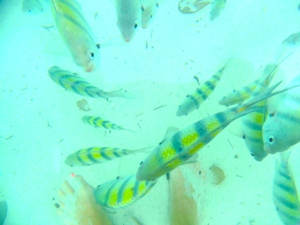 Paradise Island Bahamas Feet in Sand with Fish in Clear Water