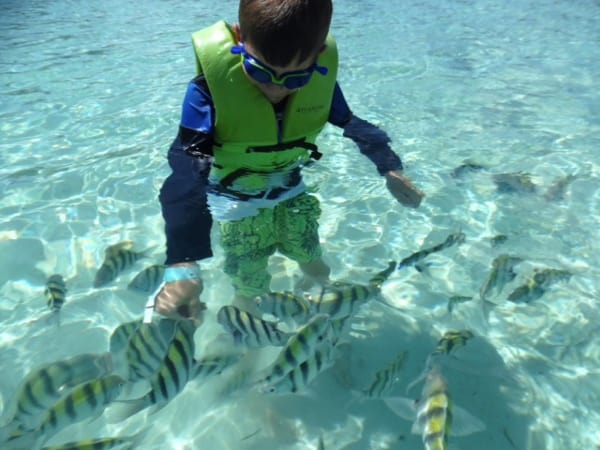 Paradise Island Bahamas in the Water with Fish