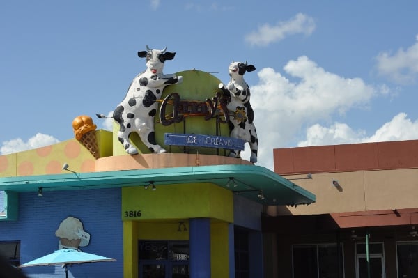 amys-ice-cream-cows
