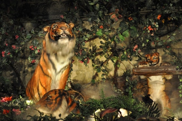 rainforest-cafe-houston-galleria-tigers