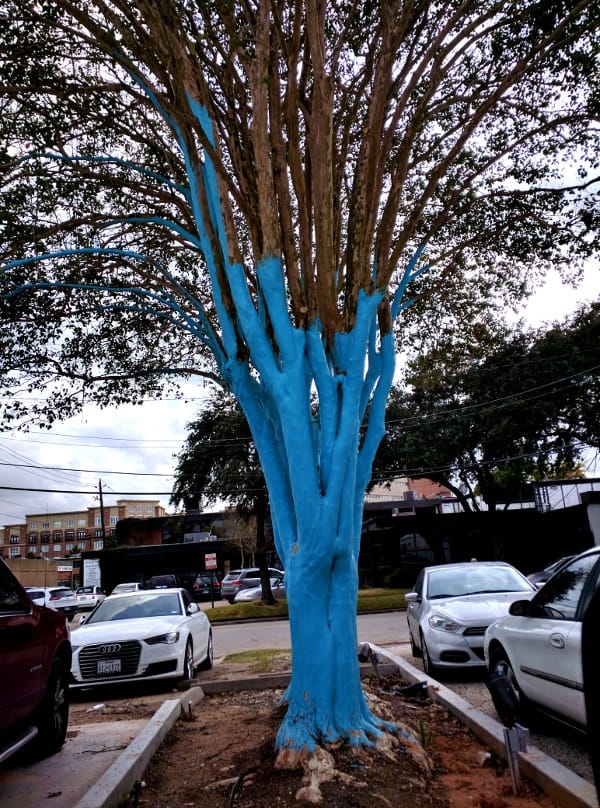 wih-blue-tree