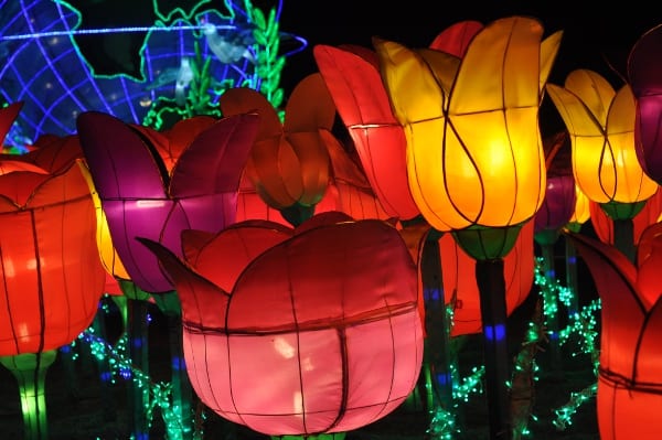magical-winter-lights-tulips