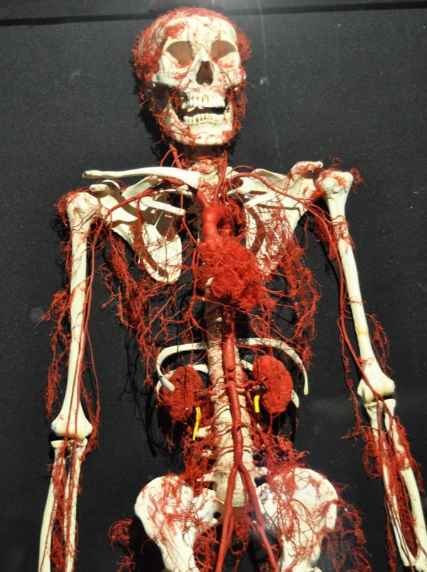 Body Works RX arteries