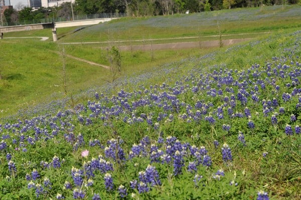 Bayou Parklands Bluebonnets