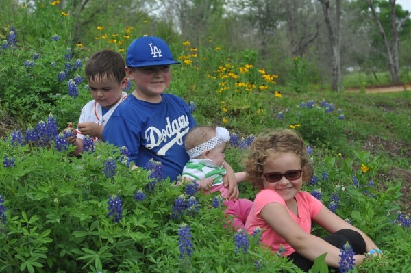 Bluebonnets at Blessington Farms