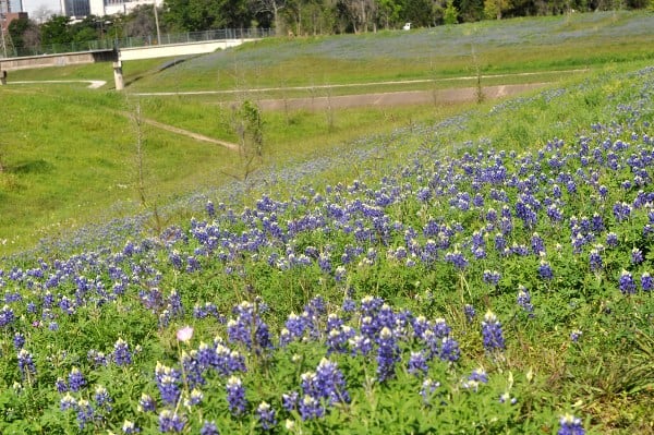 Bluebonnets at Brays bayou from Bayou Parklands at Hermann Park