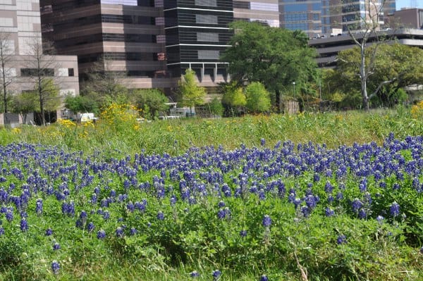 Bluebonnets at MD Anderson at TMC Transit Center