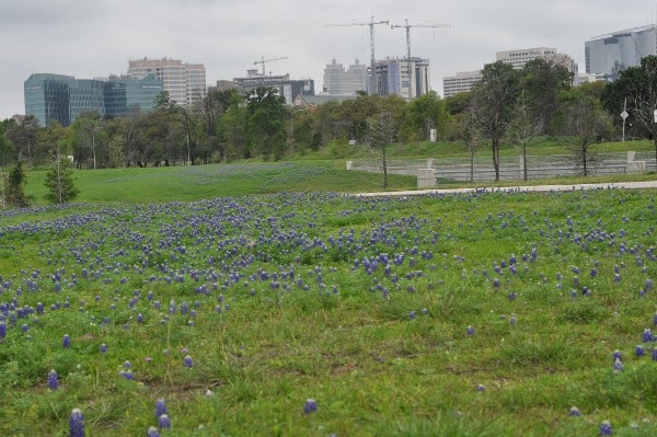 Bluebonnets in Houston Brays Bayou