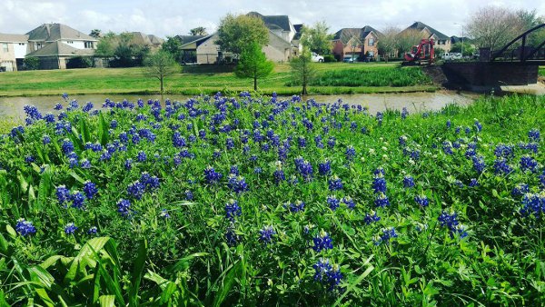 Bluebonnets in Sugar Land across Cornerstone Elementary