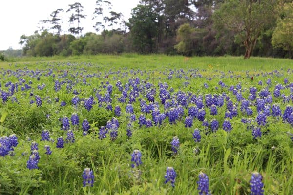 White Oak Bayou Bluebonnets