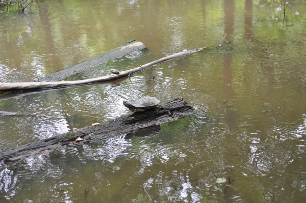 Turtle at Edith Moore Sanctuary