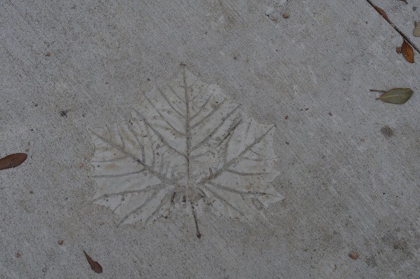 Nature Discovery Center Concrete