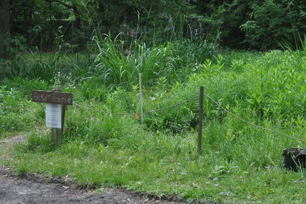 Nature Discovery Center Pocket Prairie