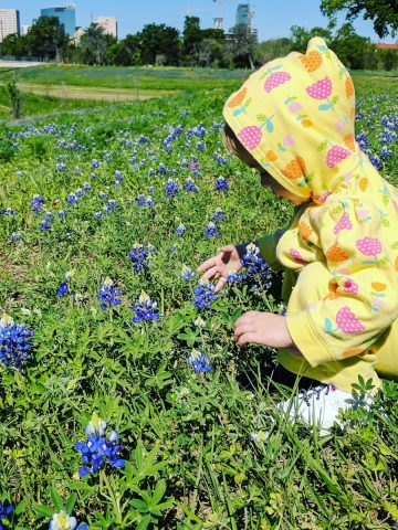 Bluebonnets at Brays Bayou Houston