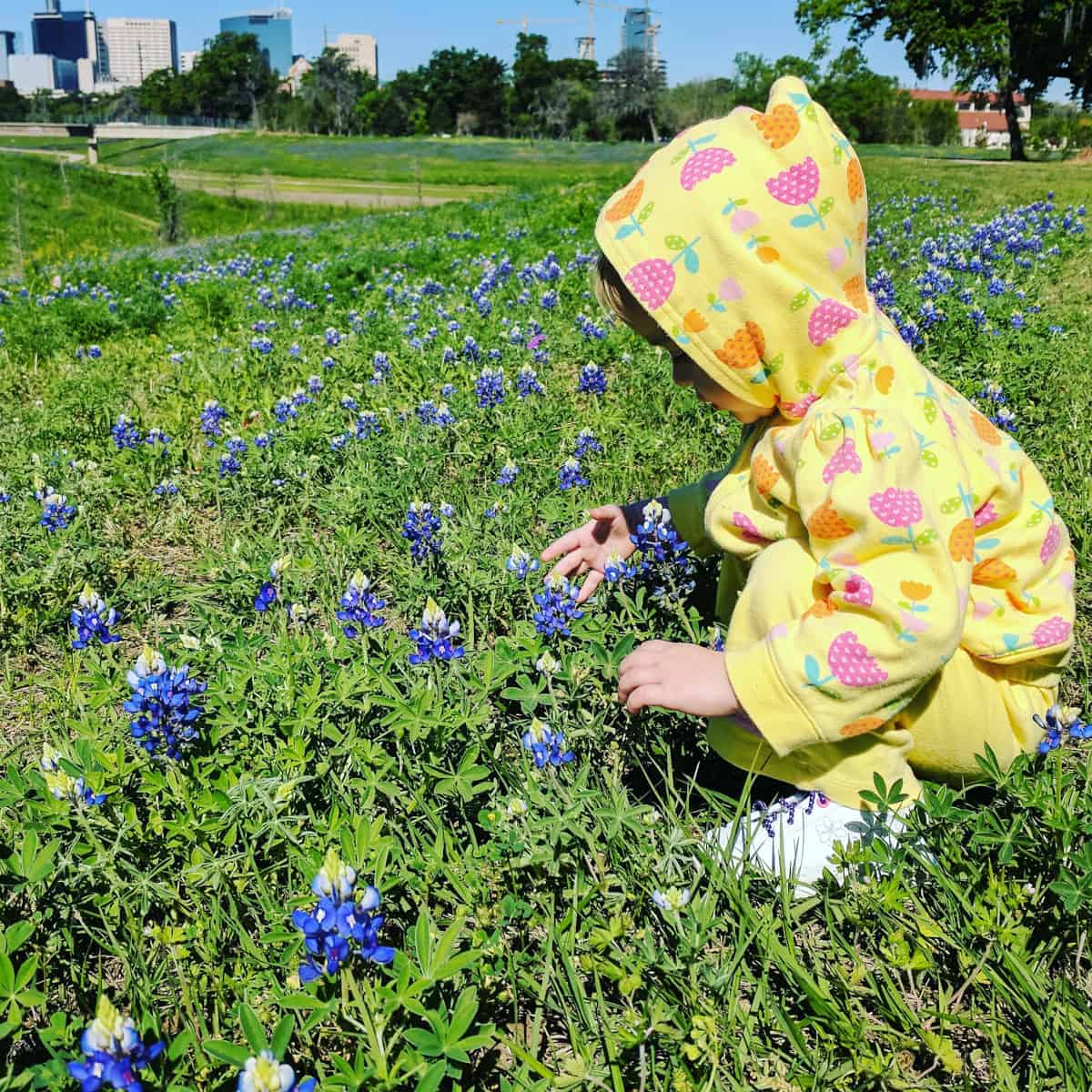 Bluebonnets at Brays Bayou Houston