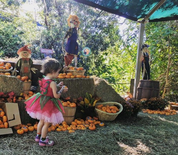 Houston Zoo Pumpkin Patch