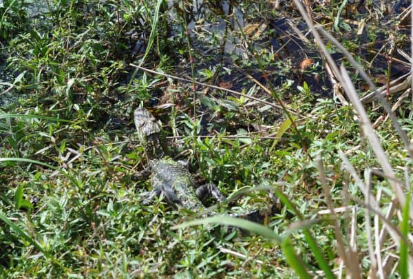 Brazos Bend State Park Alligator