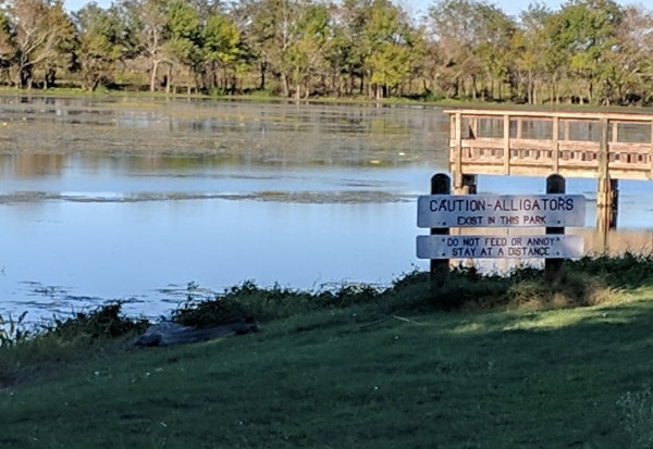 Brazos Bend State Park Alligators