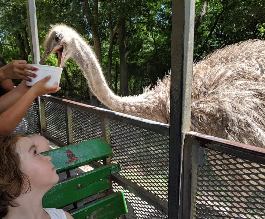 Bayou Wildlife Zoo Near Houston