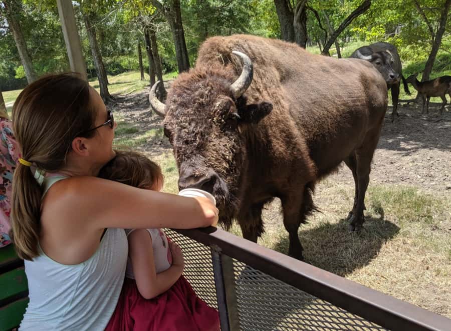 Bayou Wildlife Zoo Near Houston