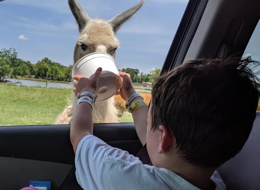 drive thru safari alvin tx