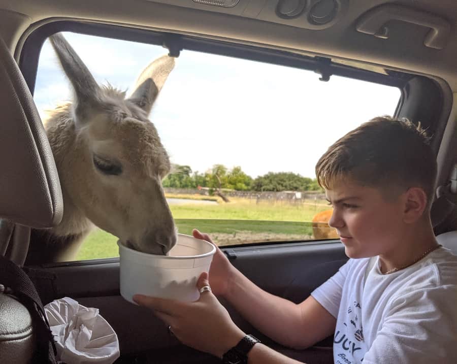 drive thru safari alvin tx