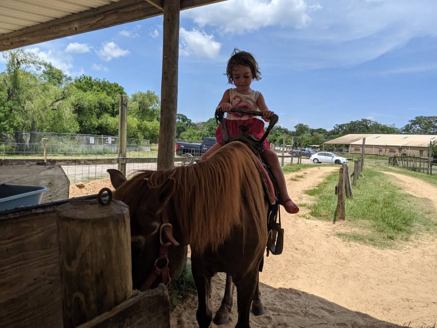 drive thru safari alvin tx