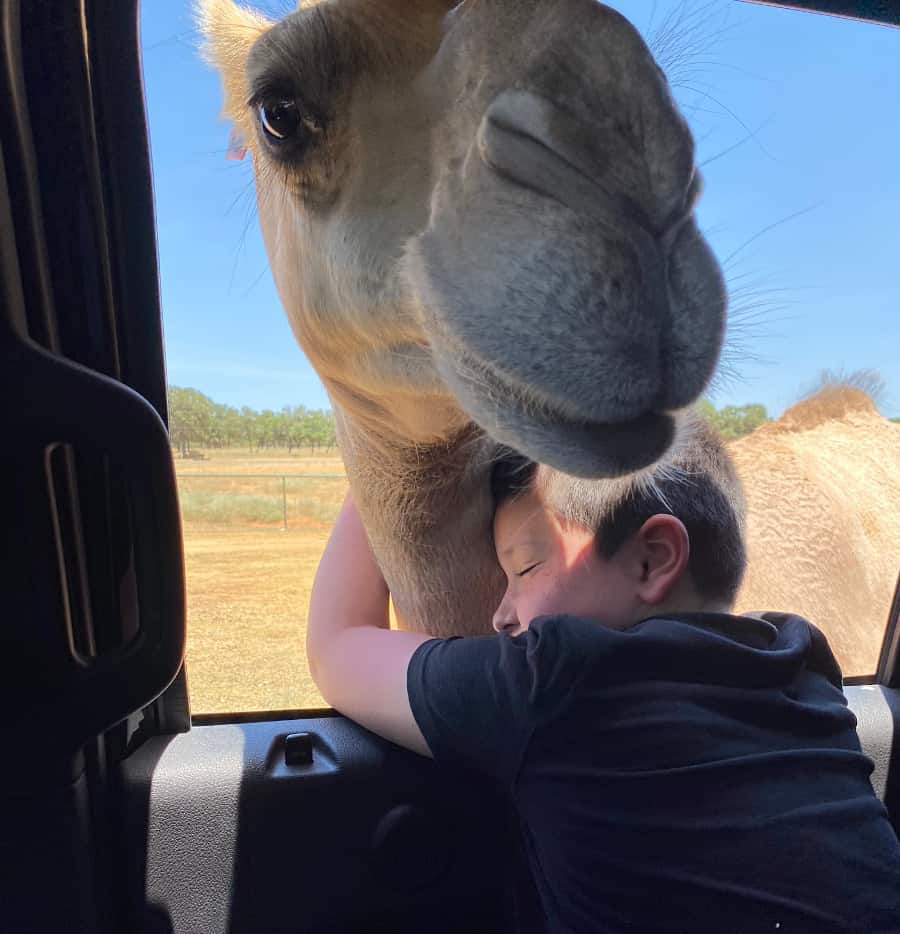 Hugging Camel at Safari