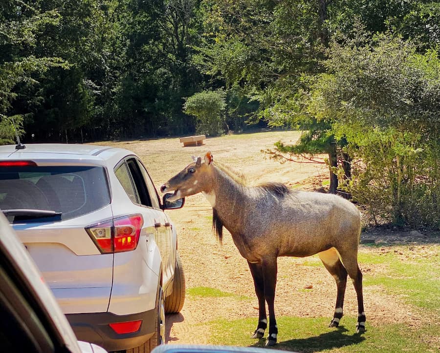 safari in houston texas