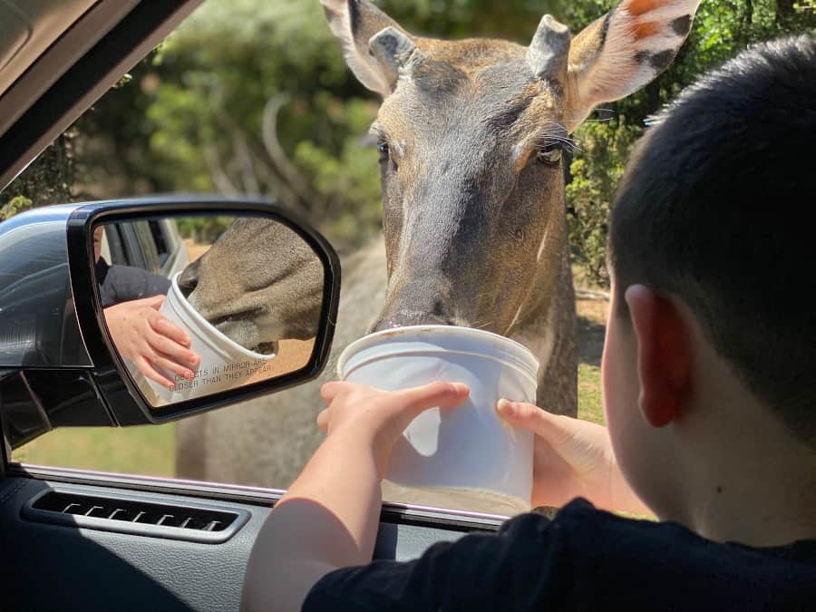 drive thru safari feeding